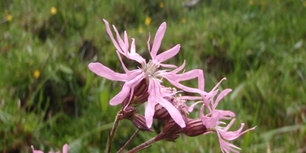 Lilla blomst i naturen