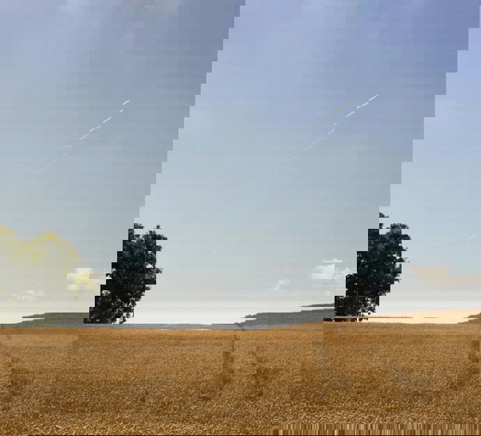 dried grass field with one tree