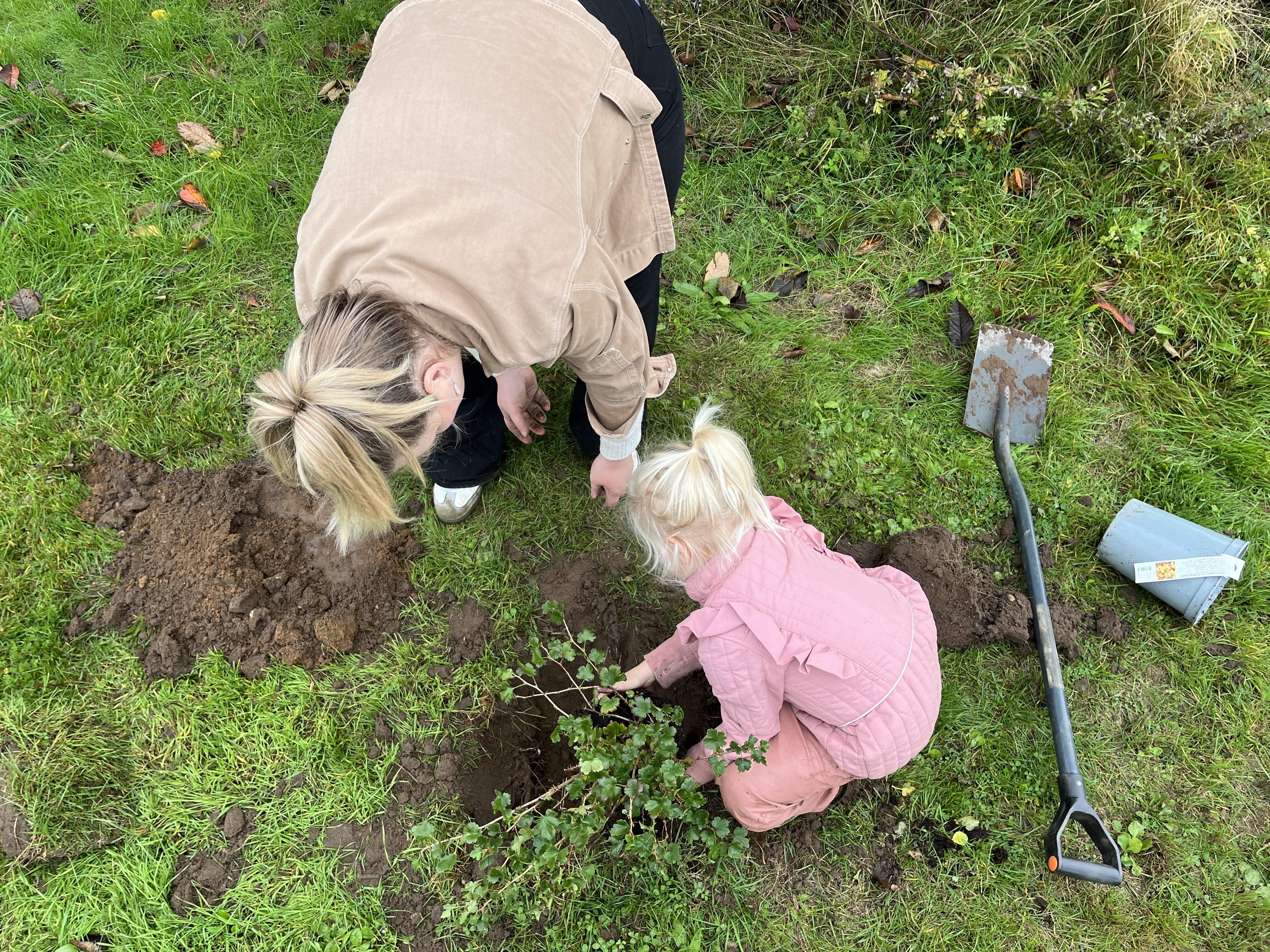 Barn og voksen planter en frugtbusk