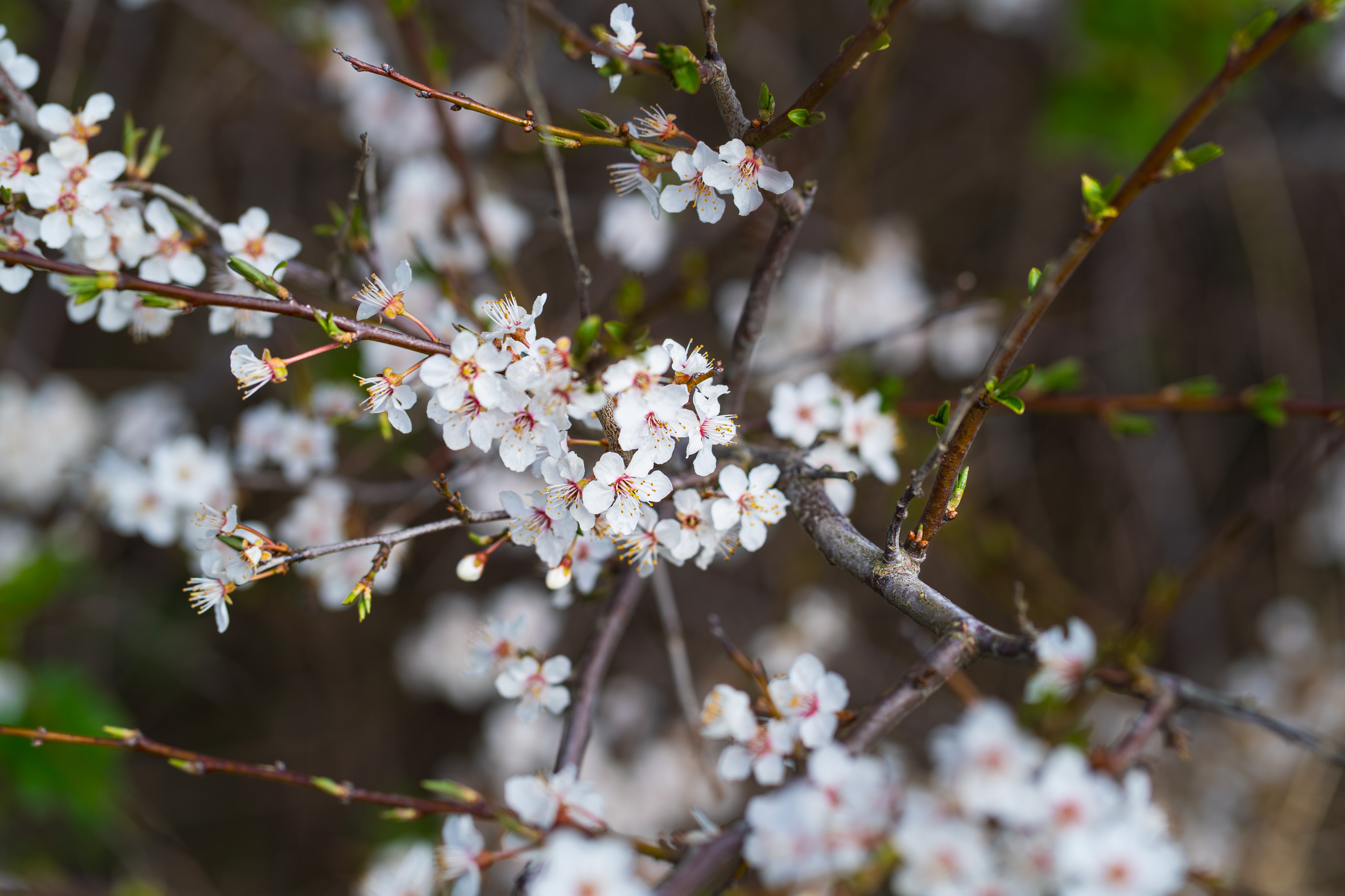 Blomsterskud på gren
