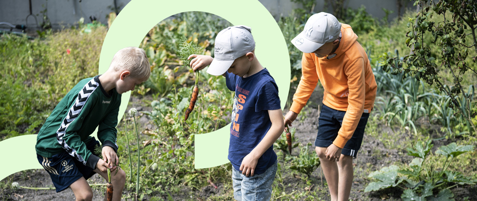 Tre drenge i køkkenhave hiver gulerødder op af jorden