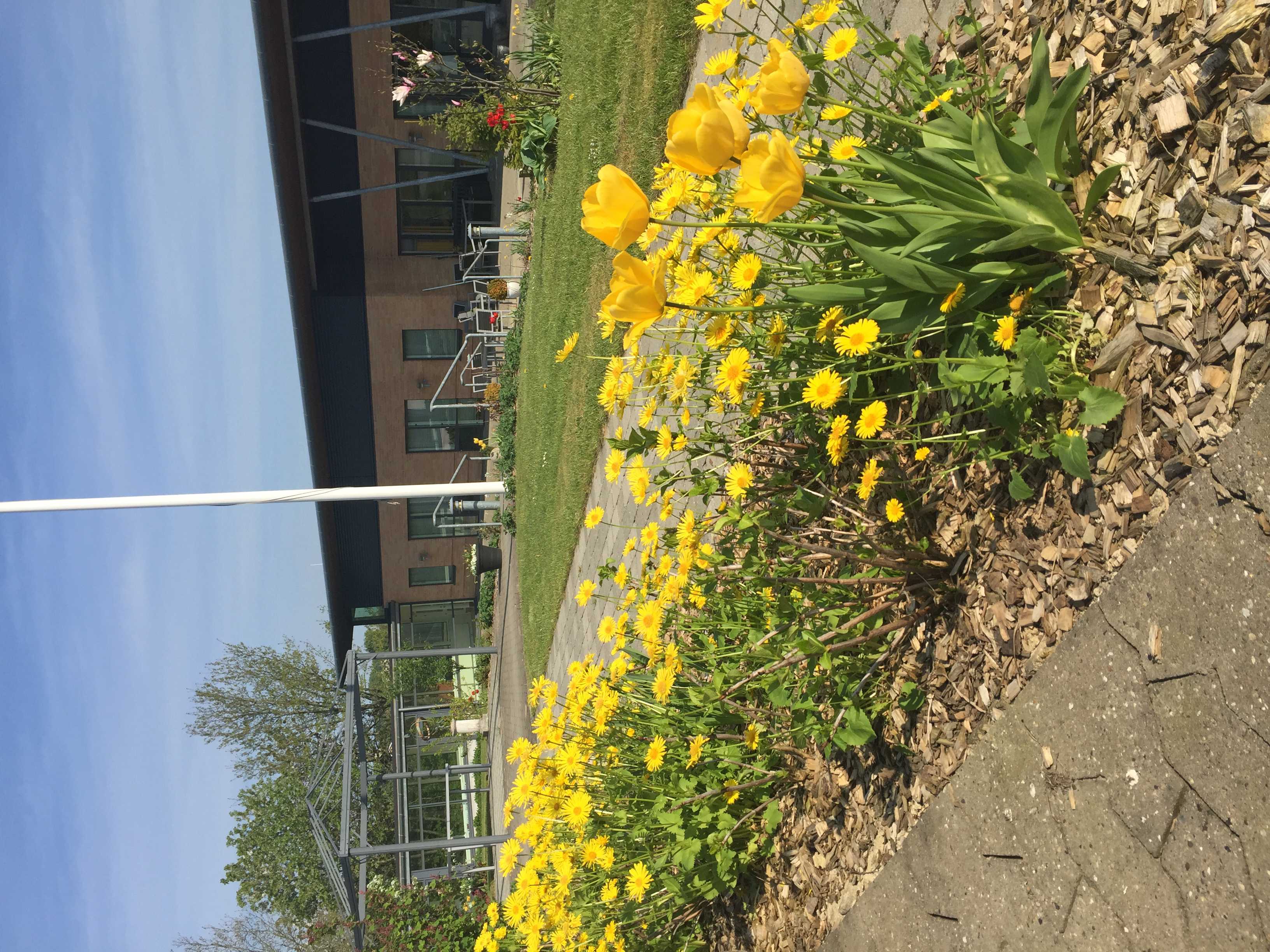 Have med gule blomster