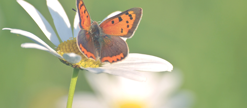 Sommerfugl på marguerit
