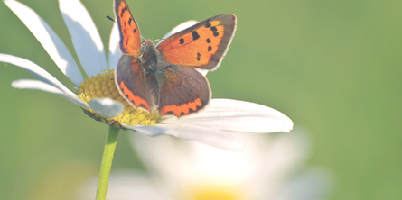 Sommerfugl på marguerit